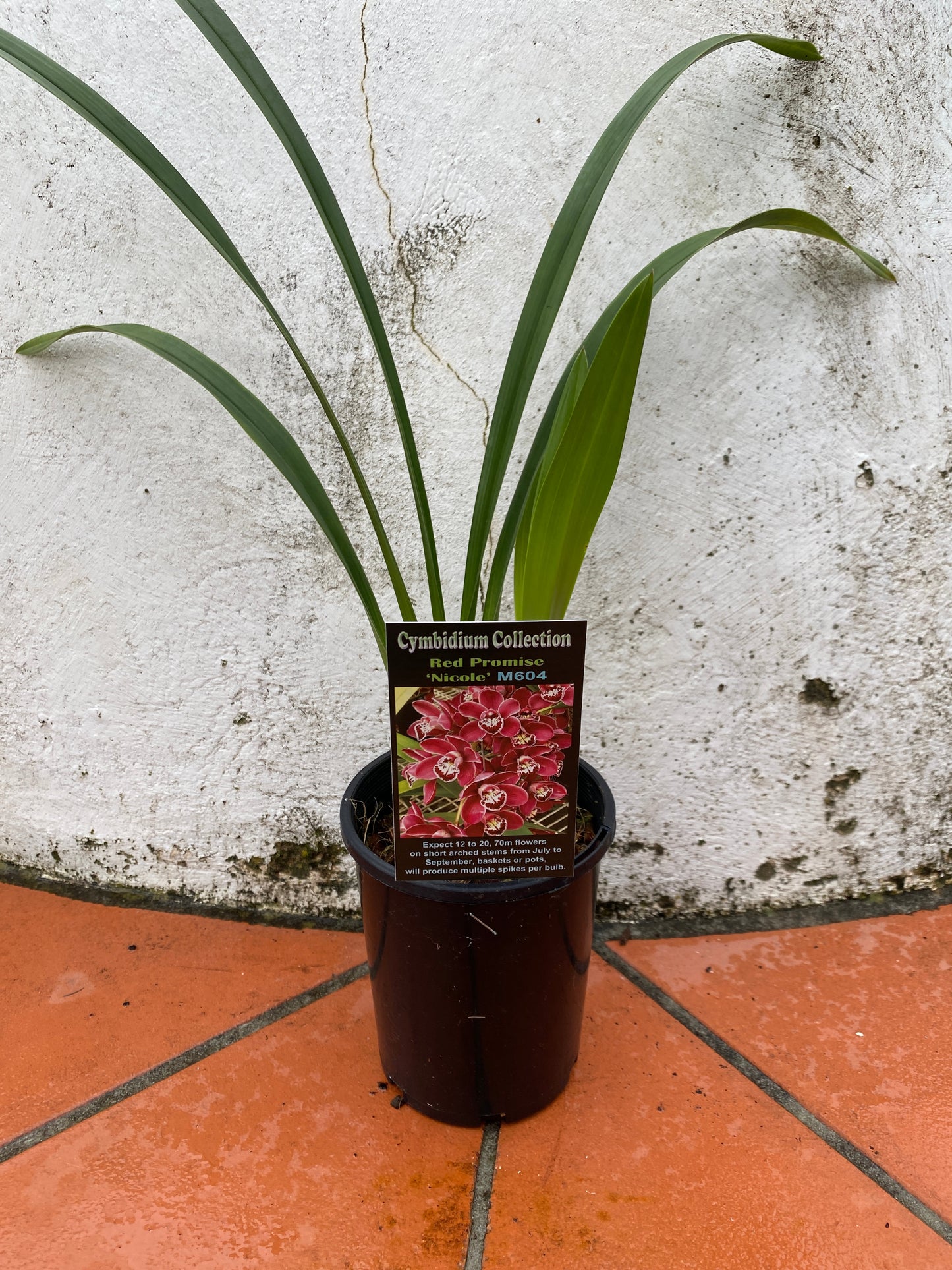 Red Promise 'Nicole'