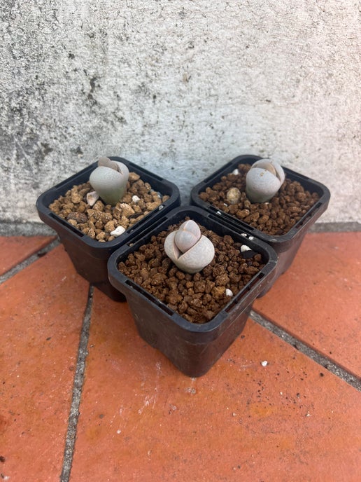 Dinteranthus pole-evansii