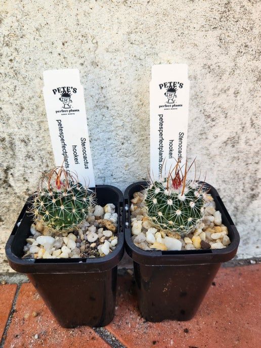 Stenocactus hookeri