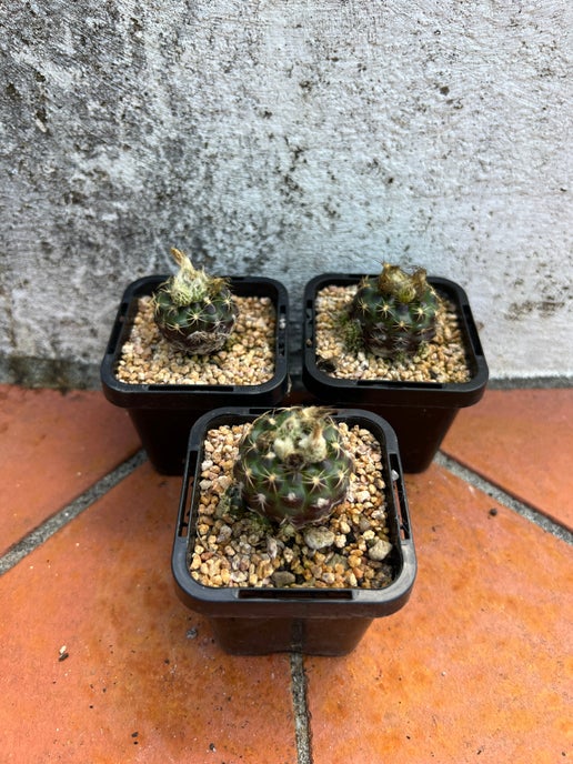 Frailea grahliana