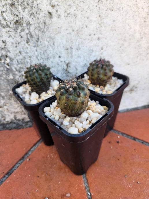Neoporteria setosiflora