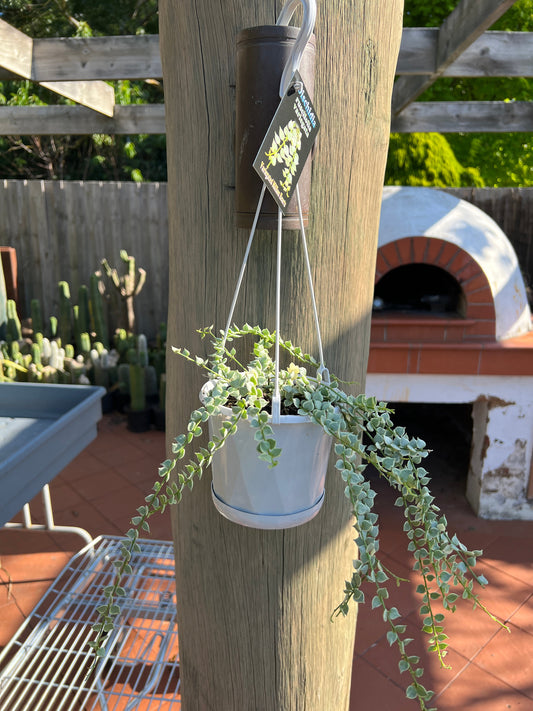 Disocactus ruscifolia variegata 'Variegated Million Hearts'