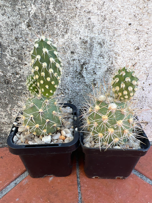 Tephrocactus sphaericus