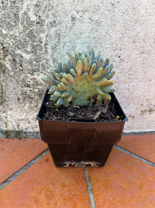 Graptophytum 'supreme crest'