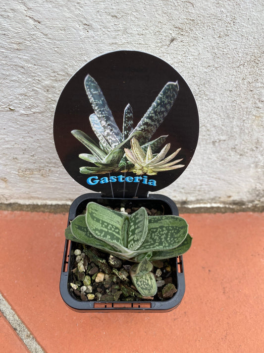 Gasteria sp.