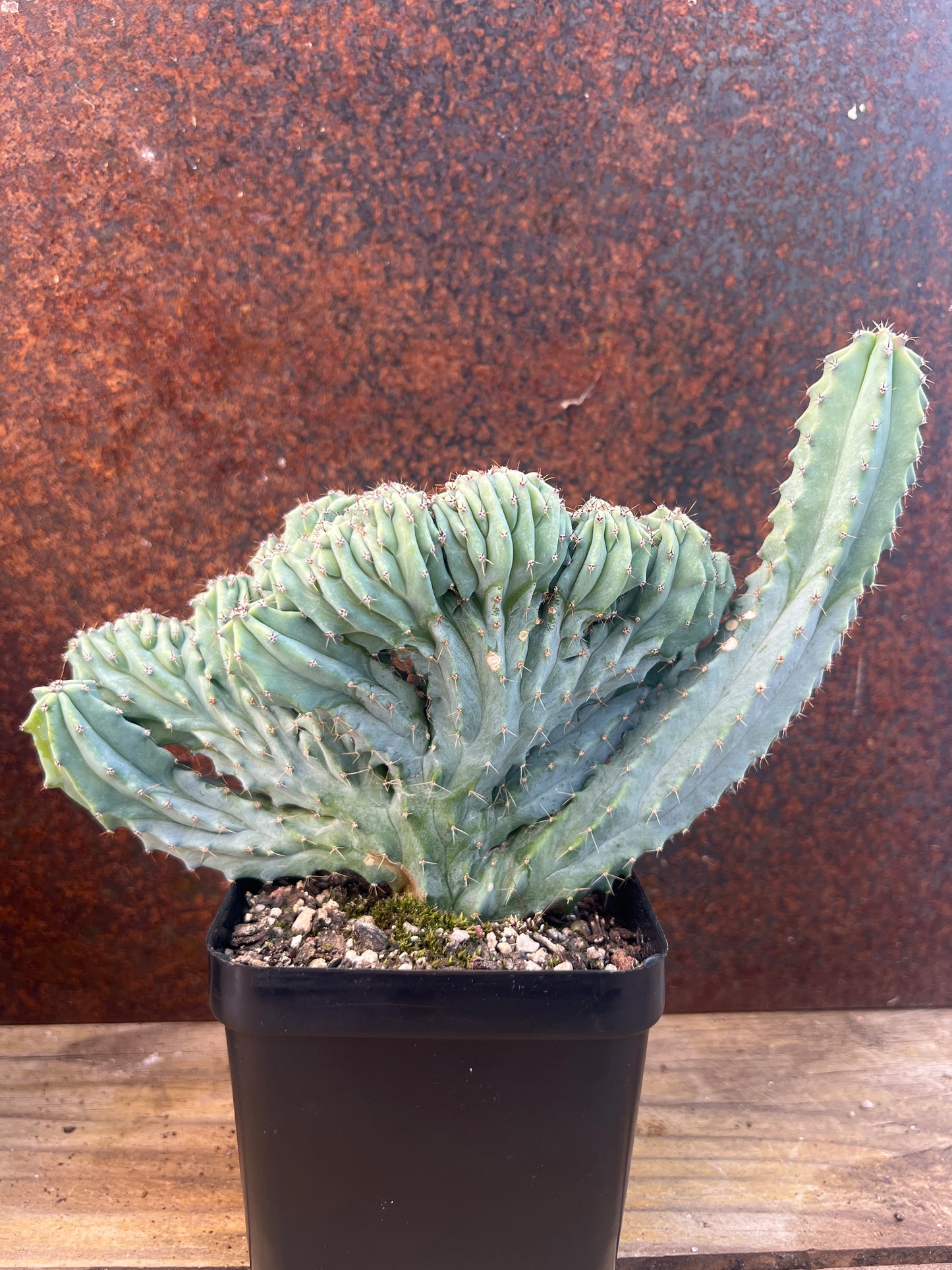 Myrtillocactus geometrizans 'cristata'