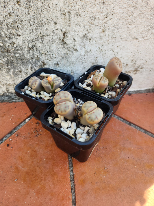 Lithops Schwantesii