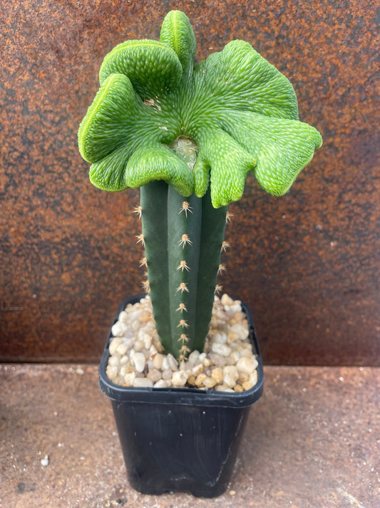 Hildewintera colademononis cv inermis cristata ‘spineless, crested monkey tail cactus’ - Plant C