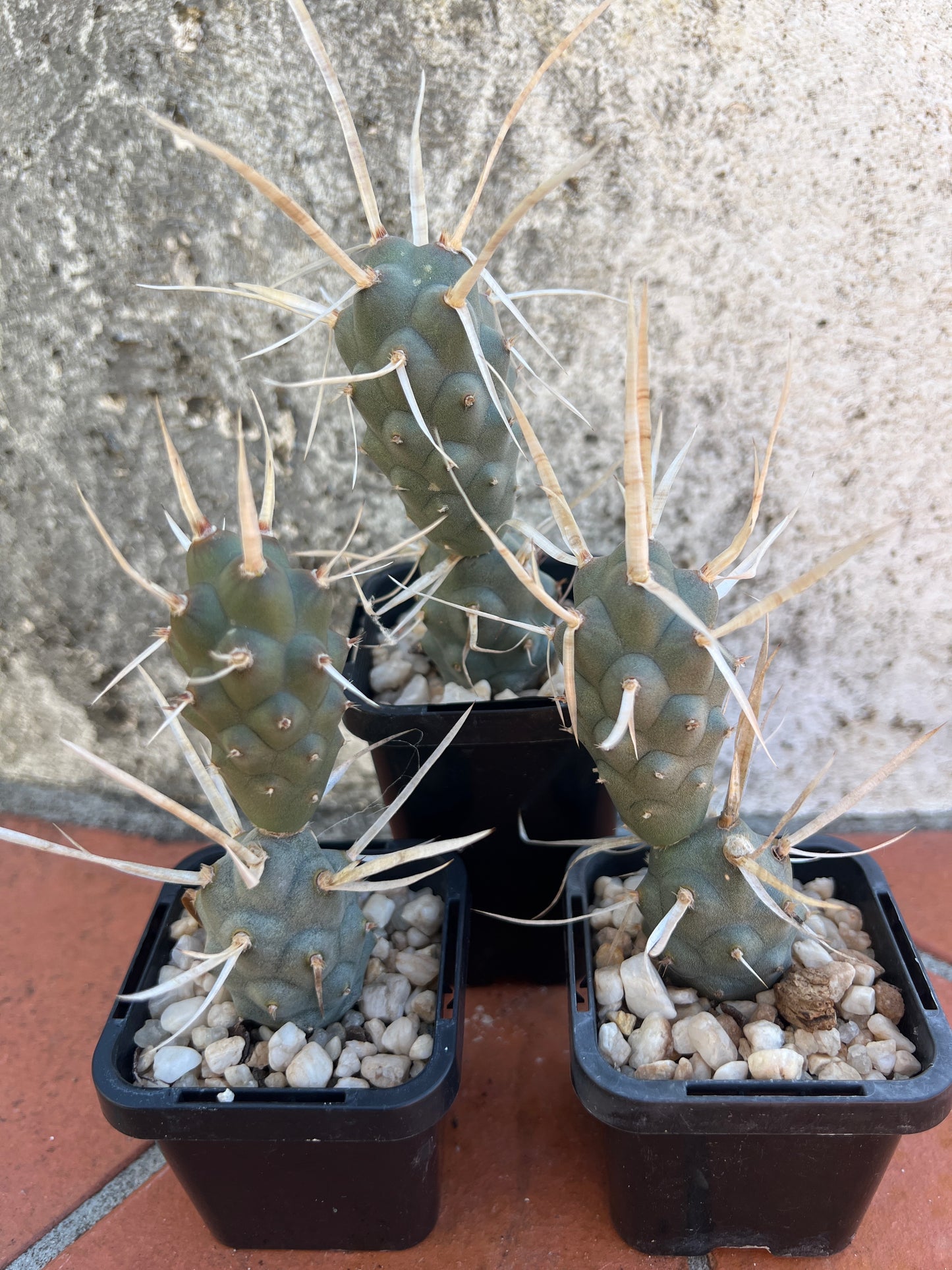 Tephrocactus articulatus var. papyracanthus 'Paper Spine Cactus'