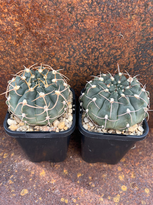 Gymnocalycium vatteri