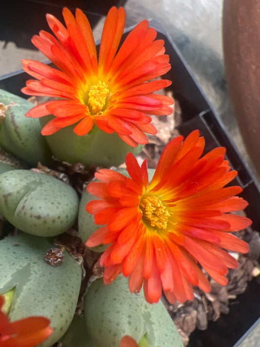 Conophytum bilbobum - dark orange flower