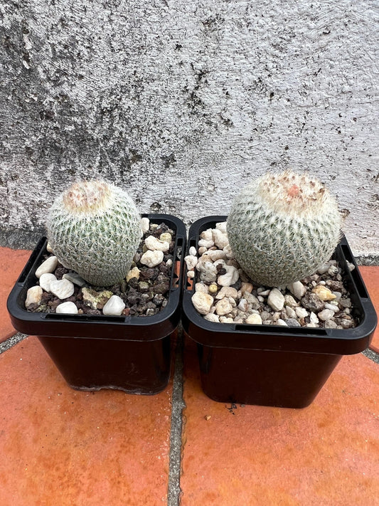 Epithelantha micromeris