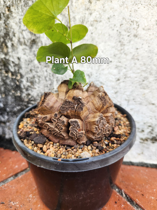 Dioscorea elephantipes