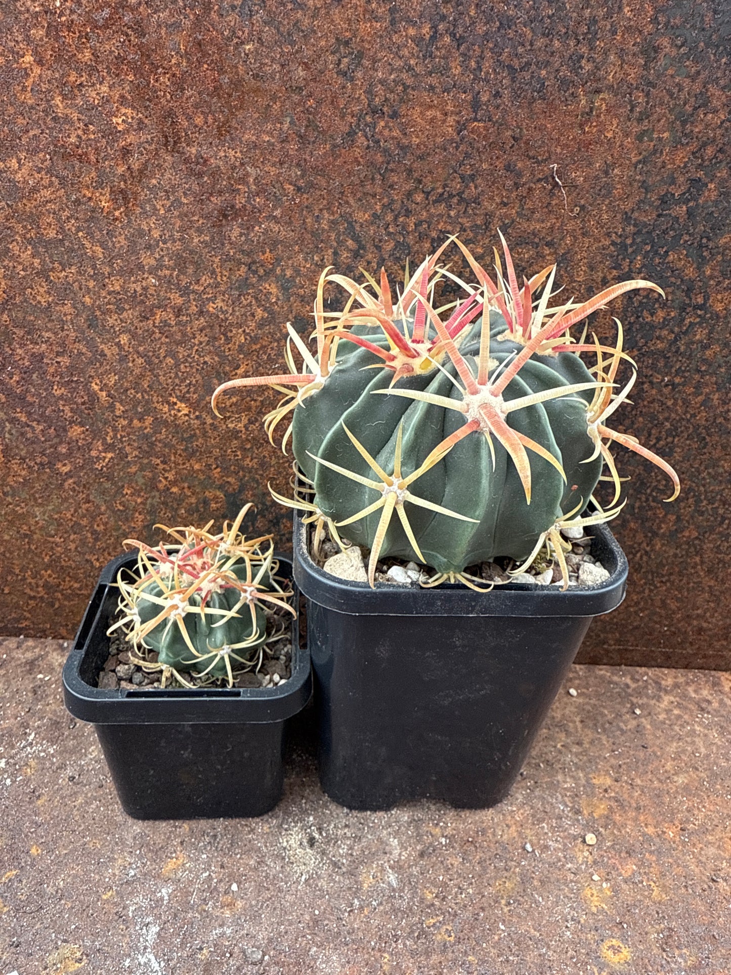 Ferocactus latispinus