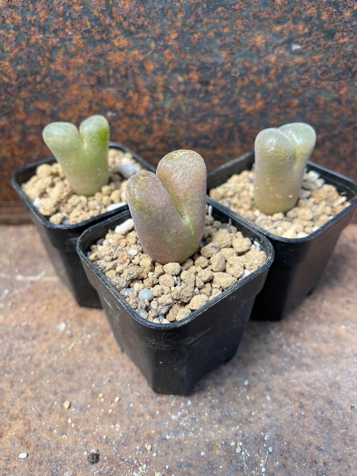 Conophytum friedrichiae