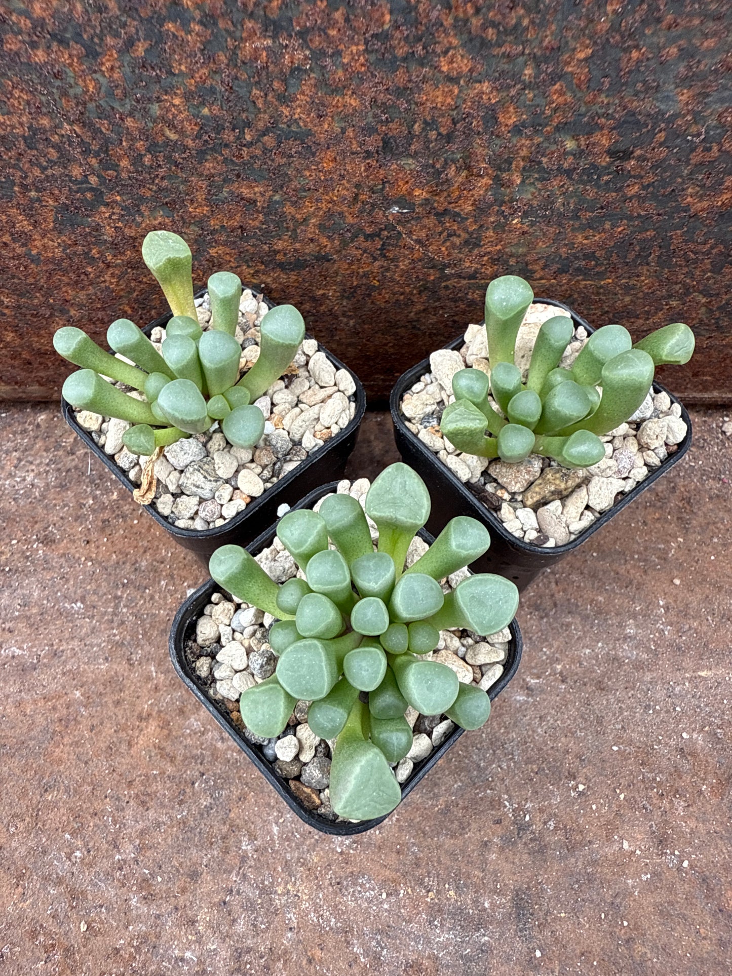 Fenestraria rhopalophylla “baby toes”