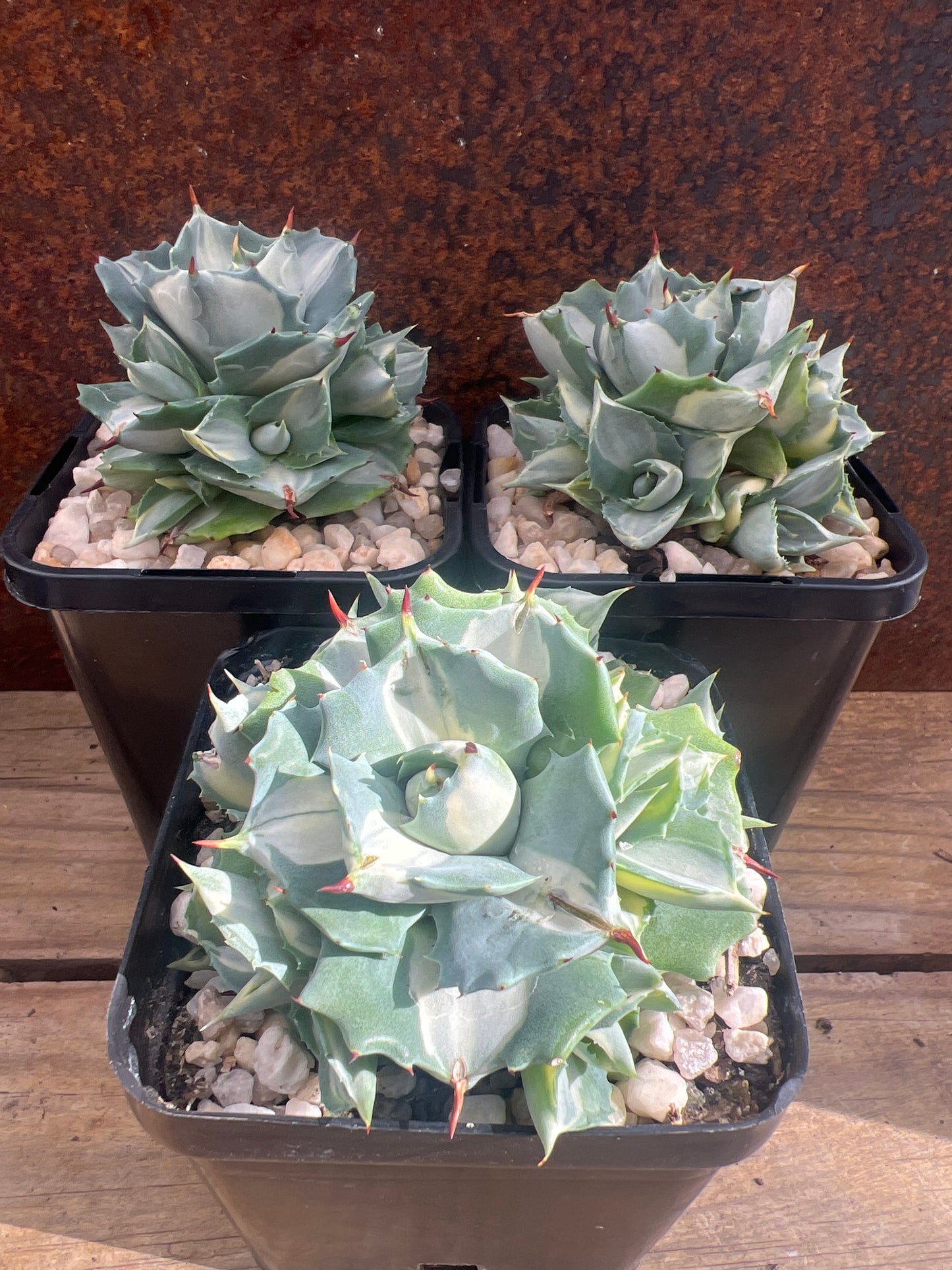 Agave isthmensis 'Oji Raijin Shiro Nakafu'