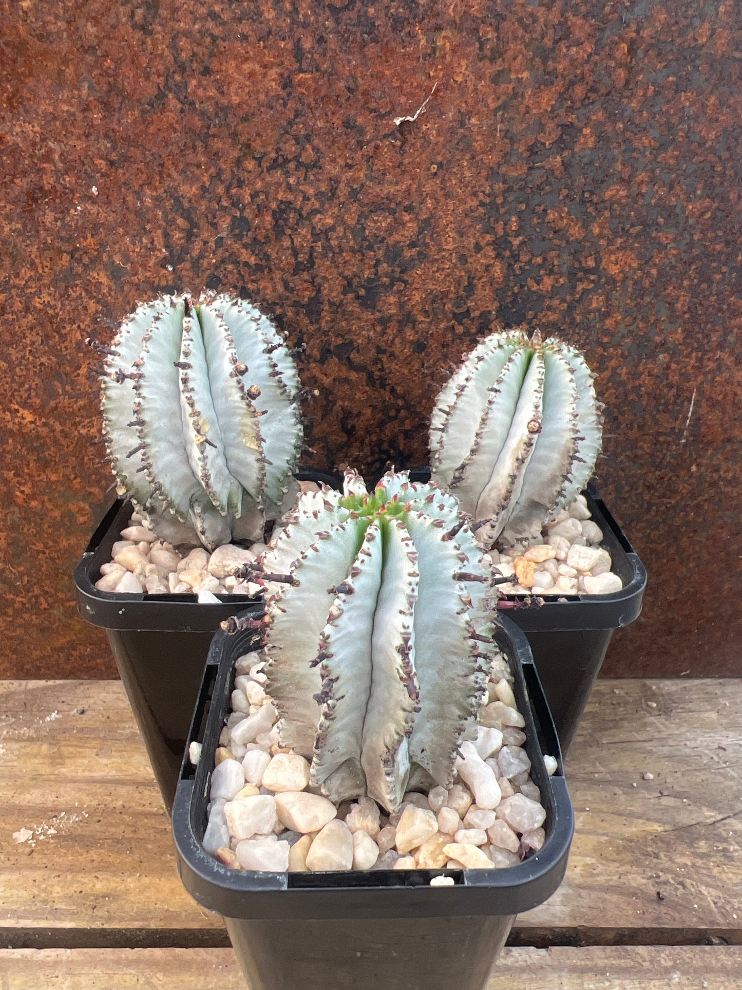 Euphorbia polygona snowflake