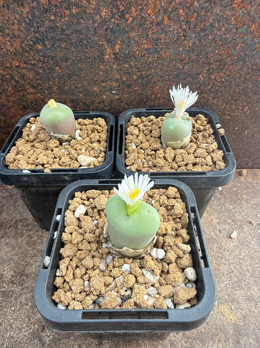 Conophytum concavum