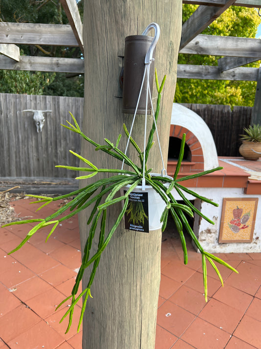 Rhipsalis pentaptera no. 22