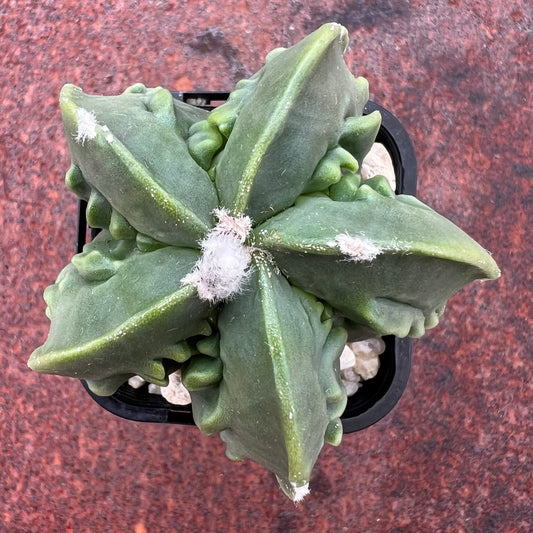 Astrophytum Myriostigma Cv. Fukuryo Hekiran