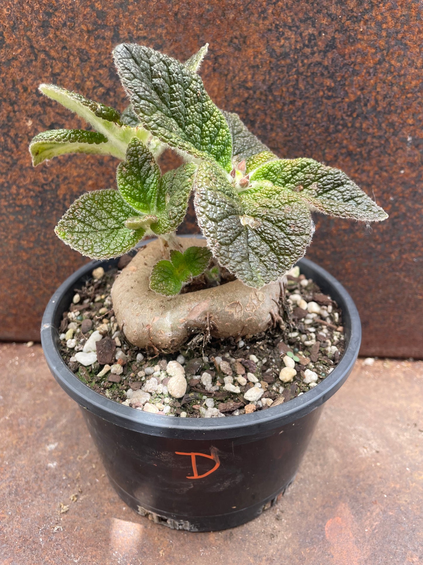 Sinningia ‘Crushed Velvet”