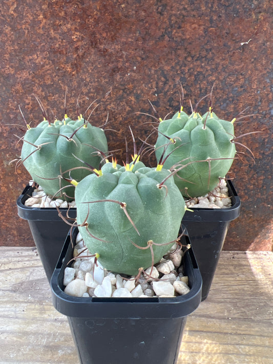 Matucana madisoniorum