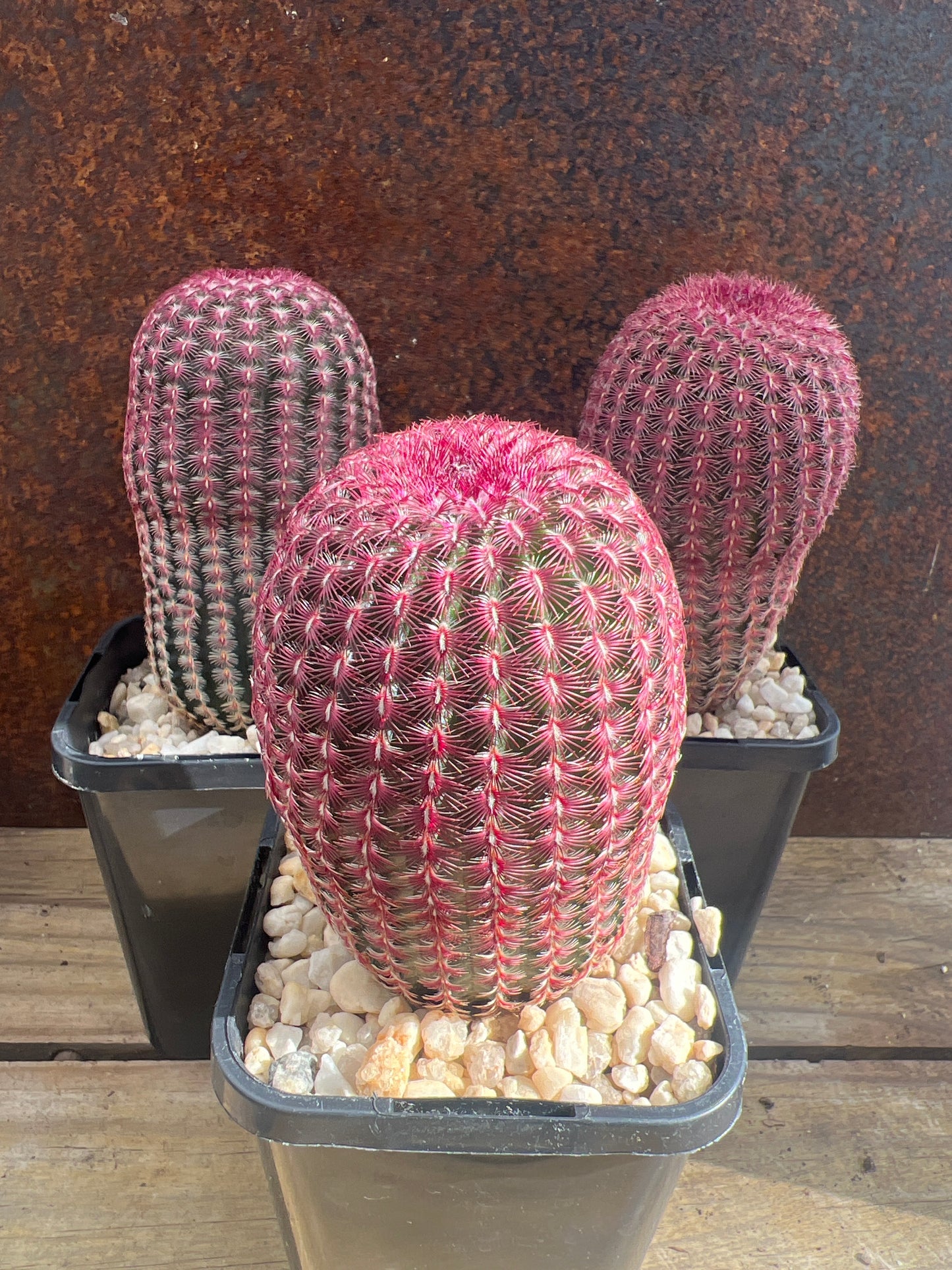 Echinocereus rigidissimus