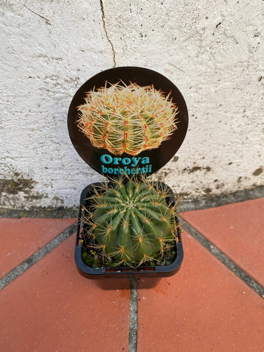 Oroya borchersii