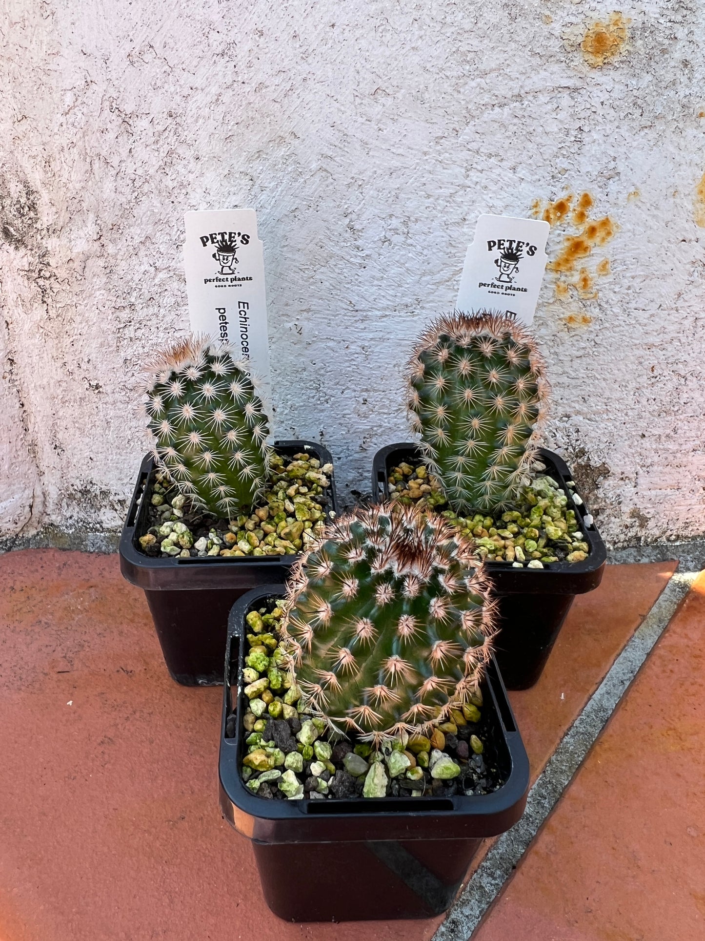 Echinocereus reichenbachii