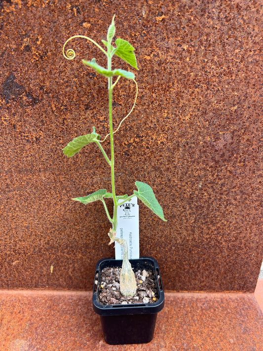 Kedrostis Puniceus