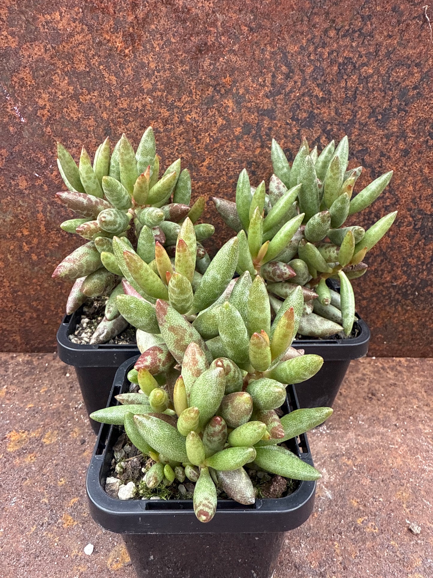 Adromischus filicaulis ‘Red Spot’