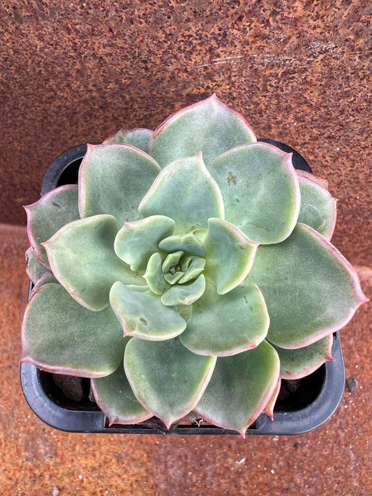 Echeveria Noble Red