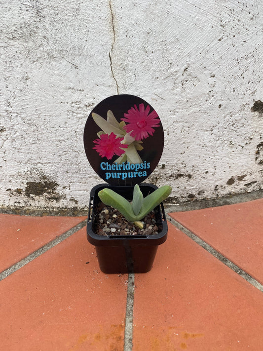 Cheiridopsis purpurea