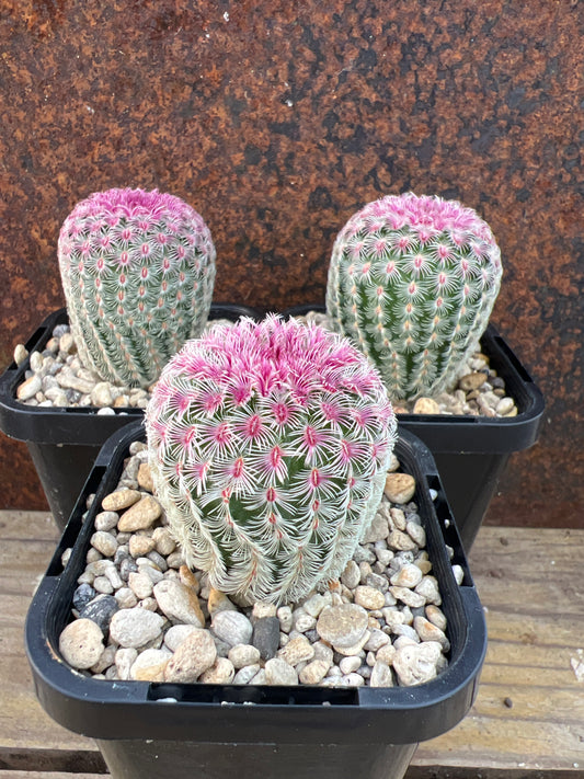 Echinocereus rigidissimus