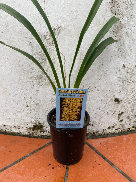 Cariad 'Plush'