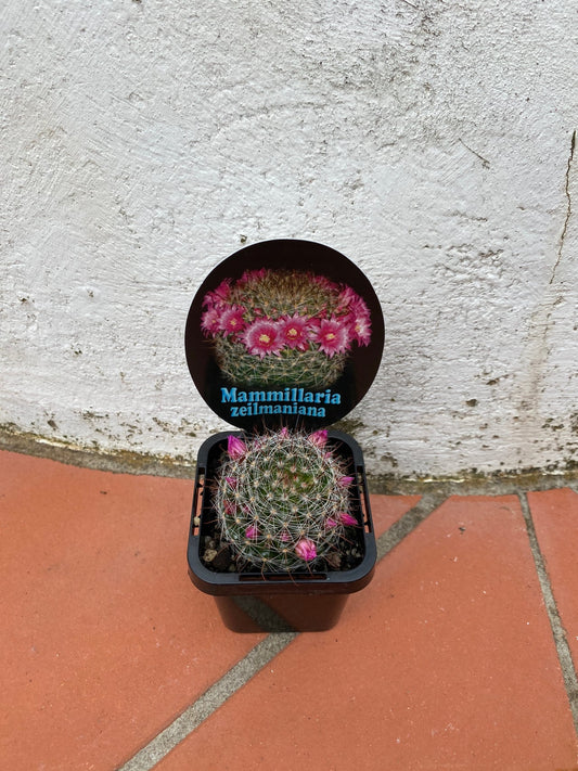 Mammillaria zeilmaniana