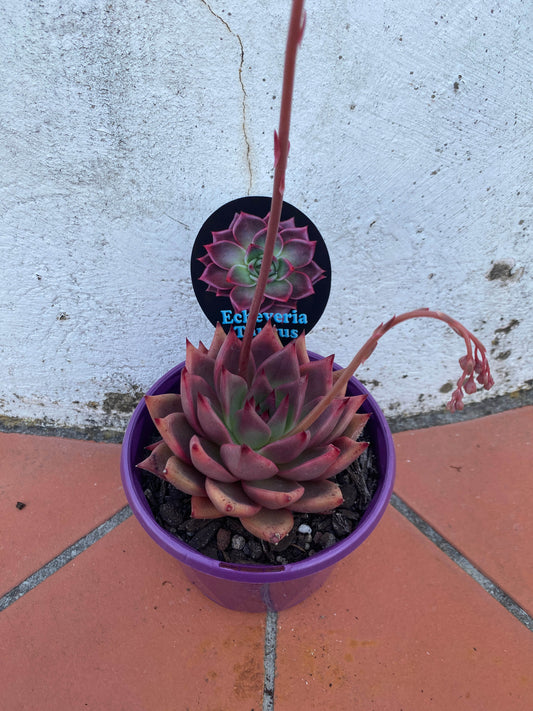 Echeveria Taurus