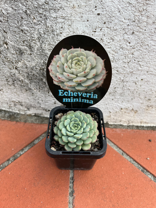 Echeveria Minima