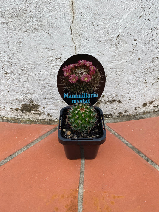 Mammillaria mystax