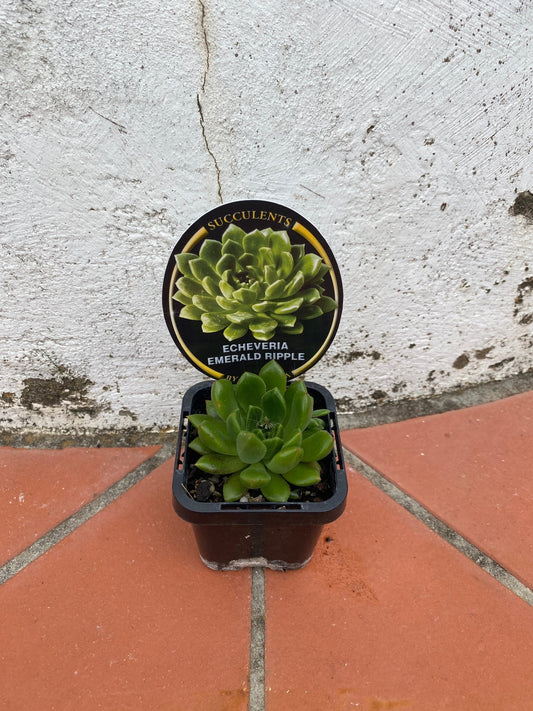 Echeveria Emerald Ripple