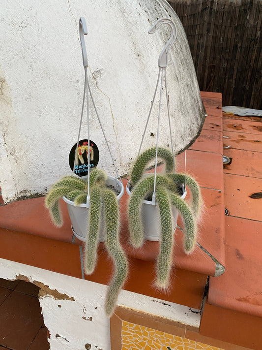 Monkey Tail Cactus "Cleistocactus/Hildewintera colademononis"