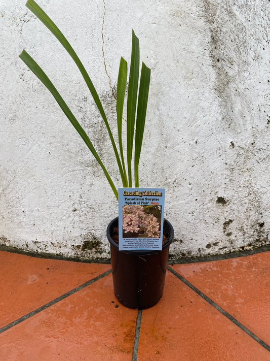 Paradisian Surprise 'Splash of Pink'