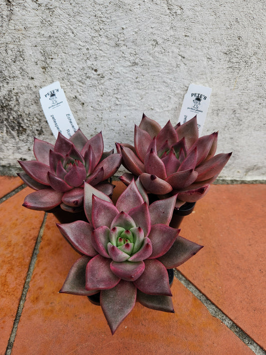 Echeveria Romeo