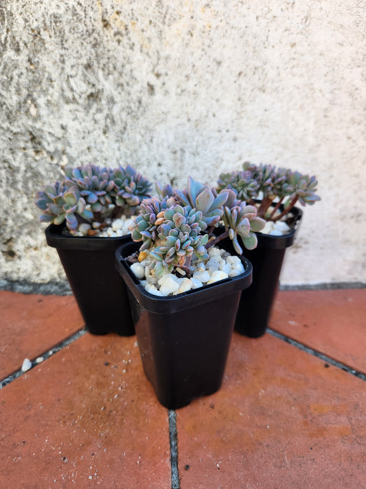 Graptoveria Debbie crest