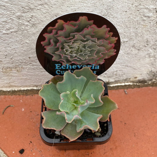 Echeveria Curly Locks