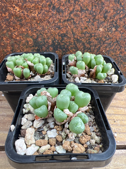 Conophytum minimum