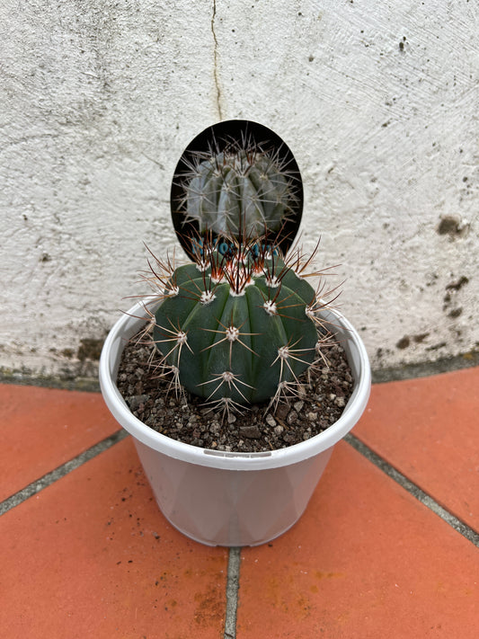 Melocactus azures