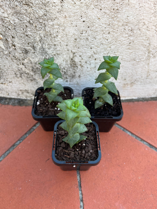 Crassula perforata 'Hoshi Otome' (Star Maiden)