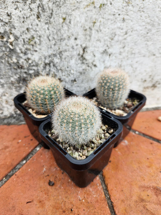 Lobivia Leucomalla (Pale Yellow Flower)